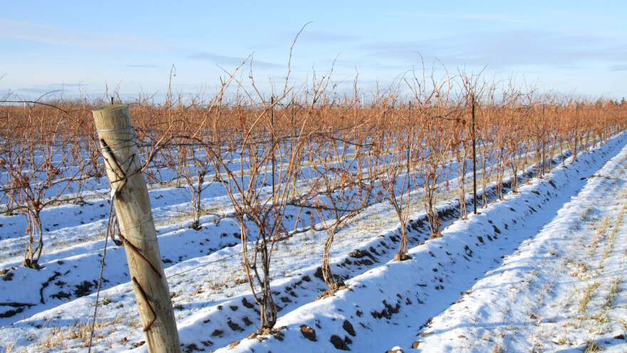 Najvažniji radovi u vinogradu tijekom zimskog razdoblja