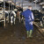 Poziv farmera: Ko priča o stabilnoj proizvodnji mlijeka u FBiH, nek