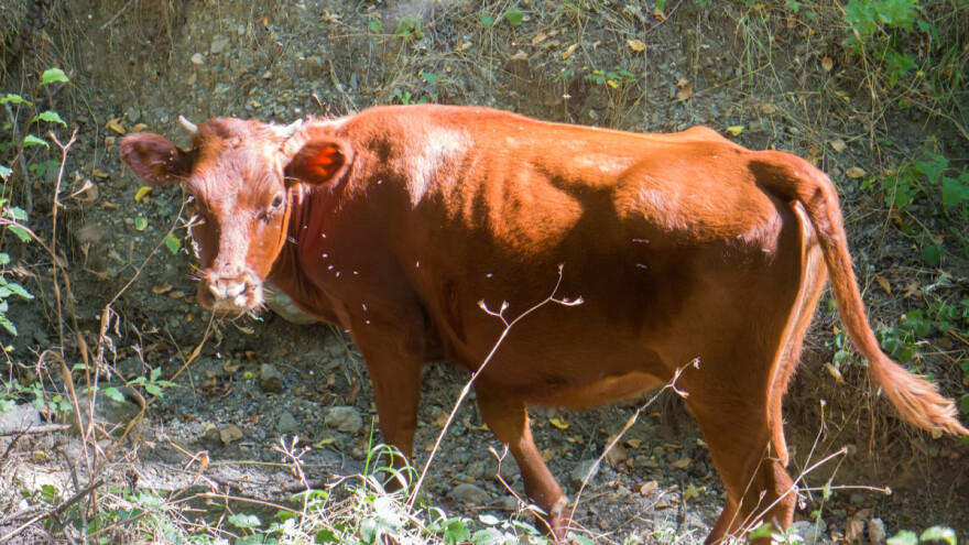 Goveda bi se mogla obadati u srijedu, inače pred nama je topla sedmica