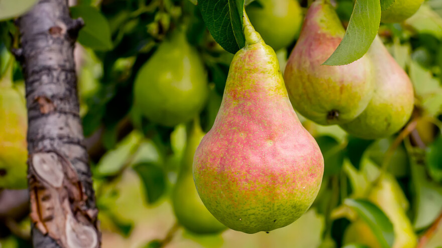 Koje voćne vrste imaju sklonost ka partenokarpiji - plod bez sjemena?