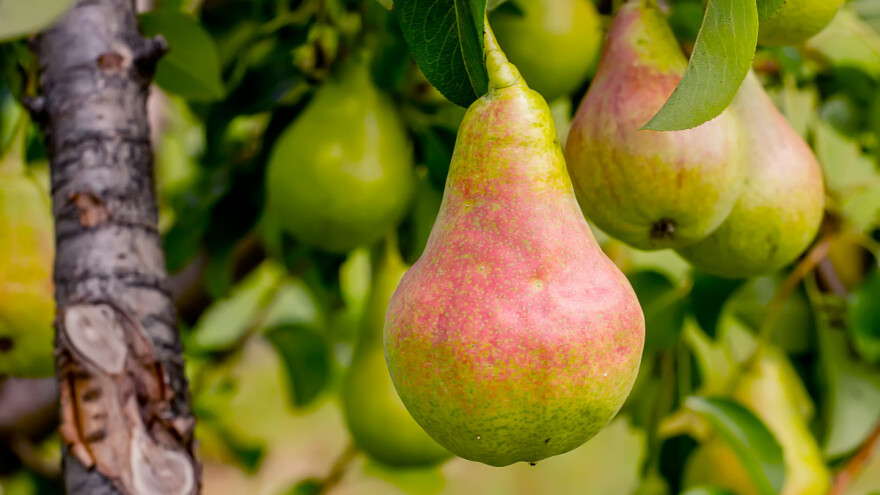 Koje voćne vrste imaju sklonost ka partenokarpiji - plod bez semena?