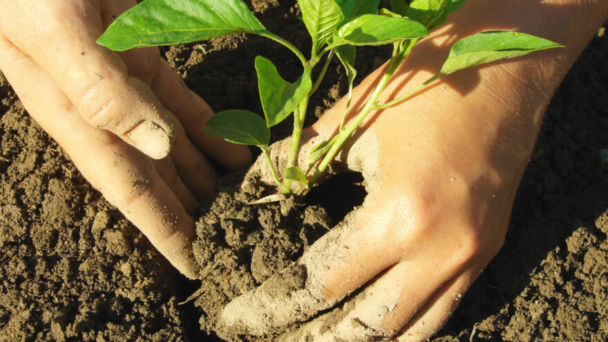Zeolit zamjenjuje umjetno đubrivo, ali i poboljšava rast stoke