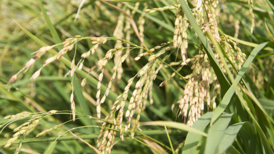 Stršac: Iako može da smanji rod žita, dobar je pokazatelj stanja zemljišta