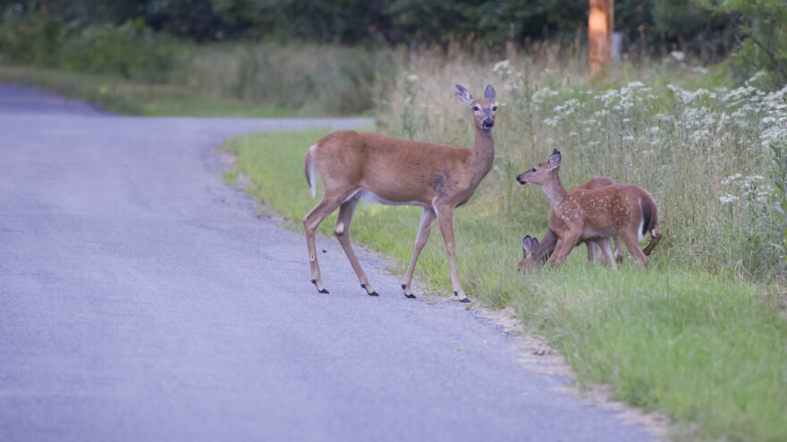 Prijavljen zbog postavljanja improvizirane zamke za životinje