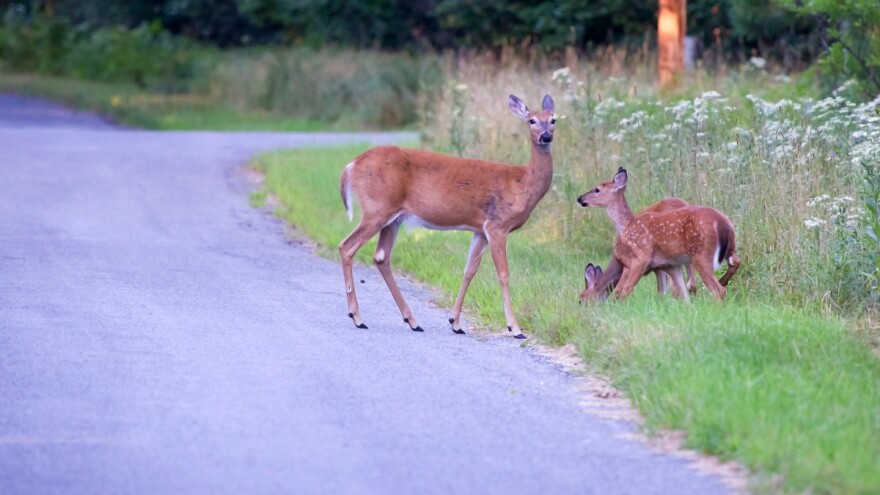 Lovcima tri mjeseca zatvora zbog ubistva srne tokom lovostaja