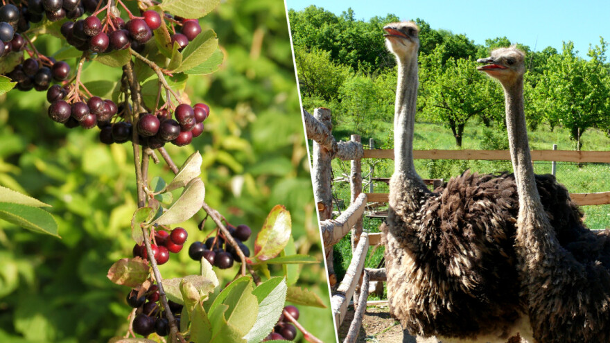 Sve se može proizvesti, a prodati?