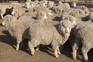Smrznutim, 50 godina starim sjemenom Merino ovnova dobili jagnjad