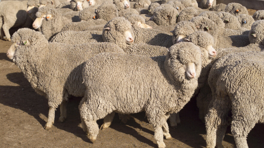 Smrznutim, 50 godina starim sjemenom Merino ovnova dobili jagnjad