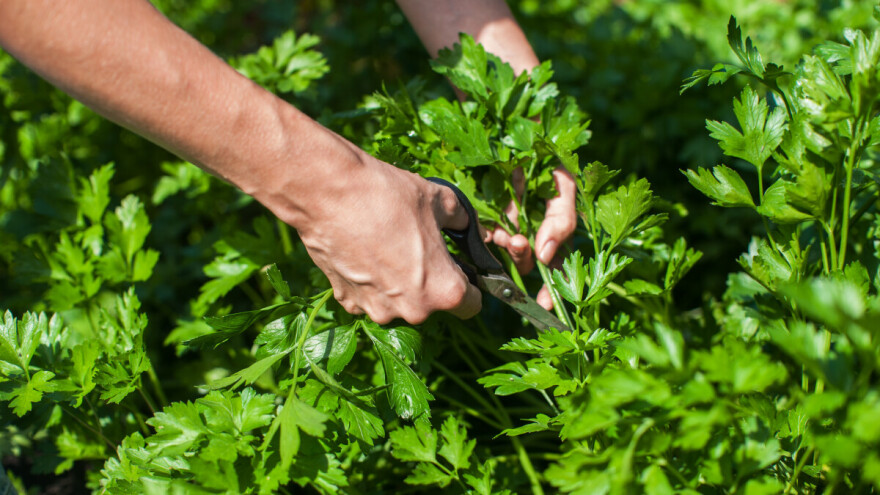 TOP 7 saveta kako uspešno uzgojiti peršun