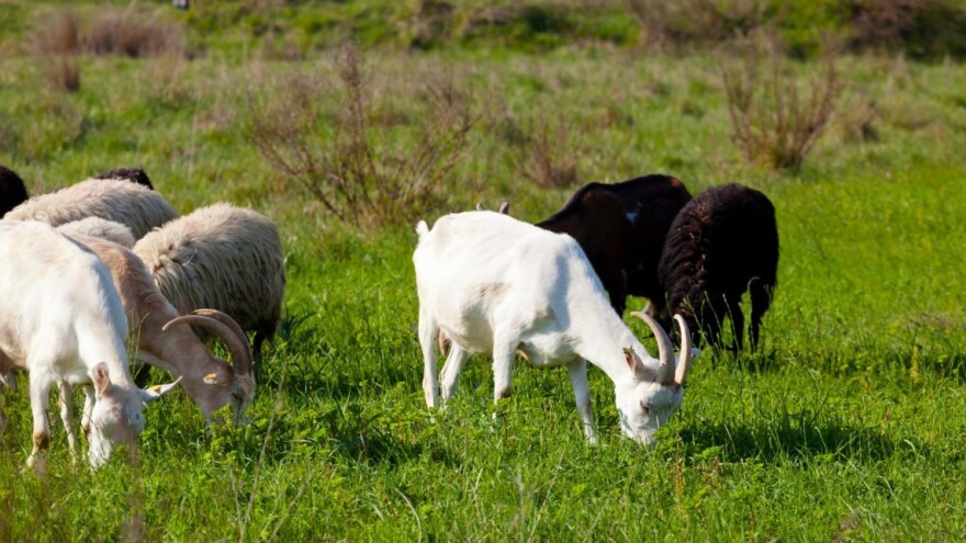 Kako proceniti kondiciju ovaca i koza - utiče na reprodukciju?
