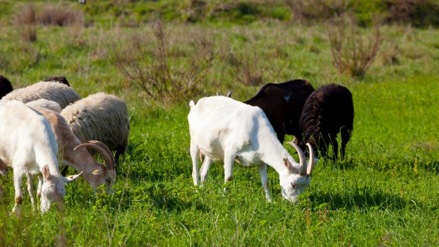 Kako izvršiti procjenu kondicije ovaca i koza - utiče na reprodukciju?