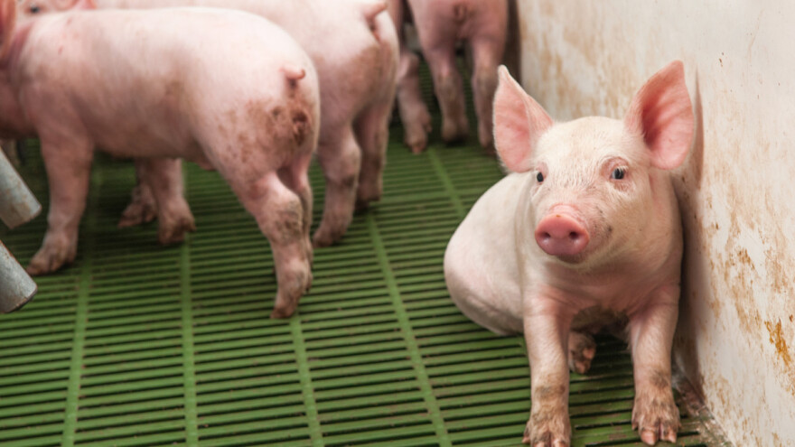 Virus sličan svinjskoj gripi otkriven kod čovjeka u Britaniji