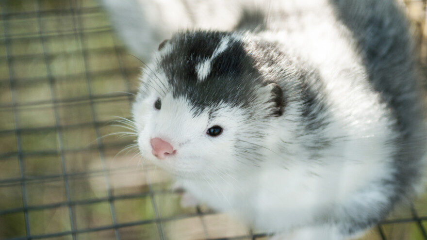Na dvije farme kuna u Nizozemskoj otkriven koronavirus