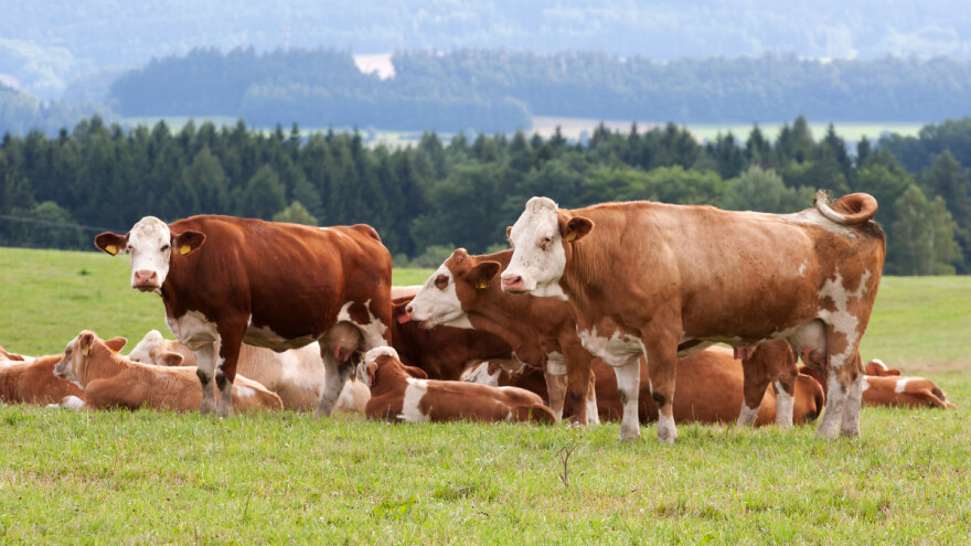 Za uzgajivače goveda jedna od najlošijih godina, struka se ne slaže