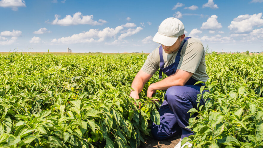 Pita li iko poljoprivrednika šta misli o smanjenju upotrebe pesticida?