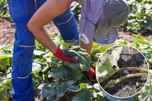 Didymella napada tikvenjače u svim fazama i dijelovima biljke - kako ju suzbiti