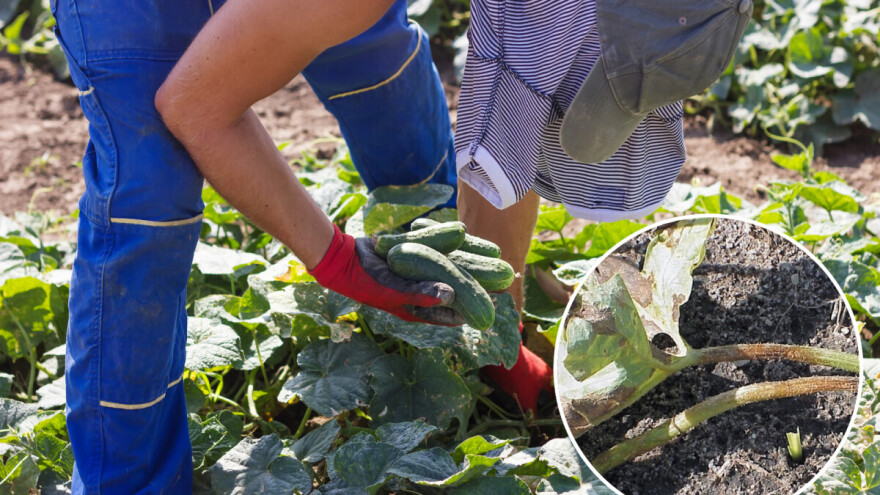 Didymella napada tikvenjače u svim fazama i dijelovima biljke - kako ju suzbiti