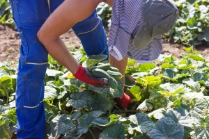 Od gračaničkih sela do EU - zadruga osigurala repromaterijal i otkup
