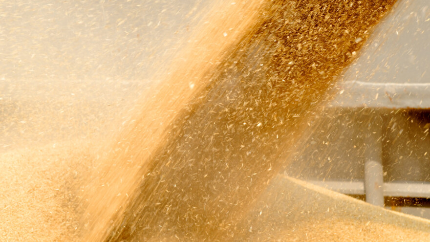 Opet raste: Cijenu pšenice određuje sukob između Rusije i Ukrajine - i što još?