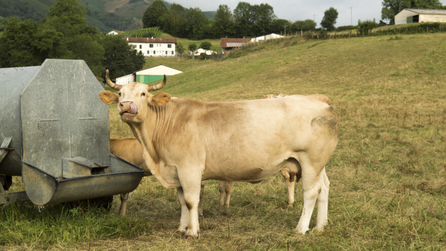 Smanjuju broj stoke zbog nedostatka vode i krmiva
