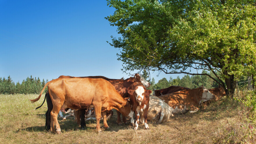 Ako govedo refleksno izbegava sunčevu svetlost moguće je da ima genetski poremećaj?