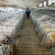 Ko su top 50 svetskih proizvođača svinja?