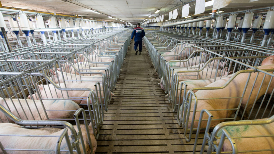 Tko su top 50 svjetskih proizvođača svinja?