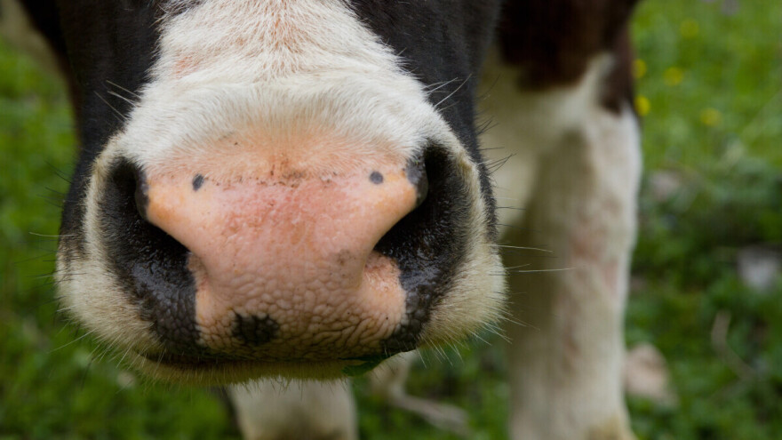 Mislio da mu krava pojela Rolex - sat se ponovno pojavio nakon 50 godina