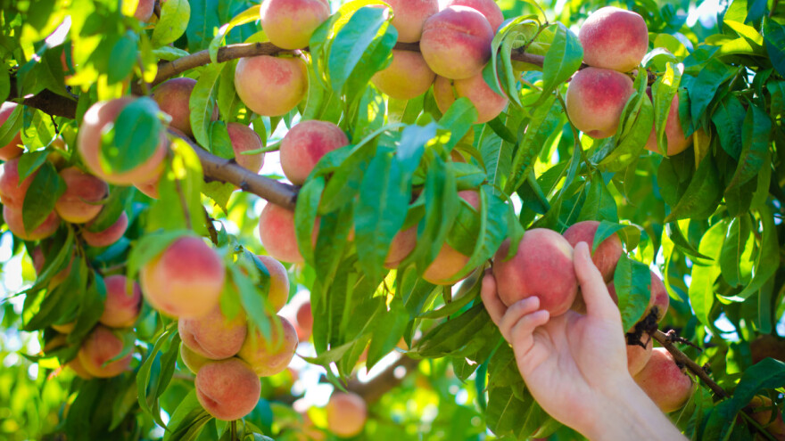 Trips na beskvama i nektarinama - za izvoz preporučuje se pregled zasada