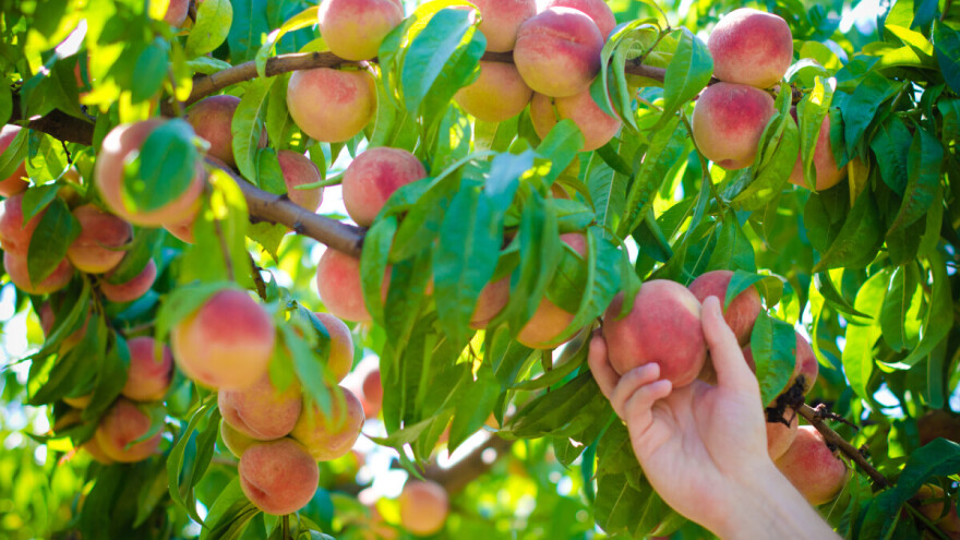 Kako i kada je najbolje brati breskve?