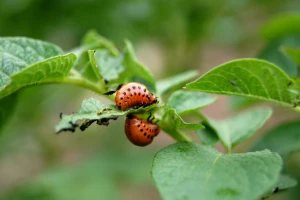 Krompirova zlatica razvila otpornost na više od 50 insekticida - ima li alternative?
