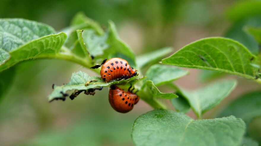 Krumpirova zlatica razvila otpornost na više od 50 insekticida - ima li alternative?