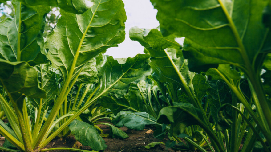 Repina muha u šećernoj repi - ne preporučuje se suzbijanje?