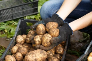 Uvoze krumpir po 6 centi za kilogram, domaće vraćaju, a imamo 40.000 tona viška?