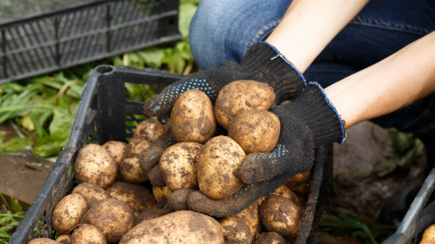 Rogatički krompir staje uz rame skorup kajmaku – povezuju turizam i poljoprivredu