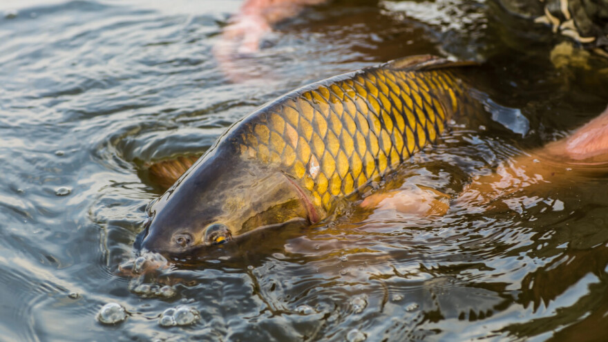 Objavljen je natječaj za dodjelu prava ribolova u pojedinim ribolovnim zonama