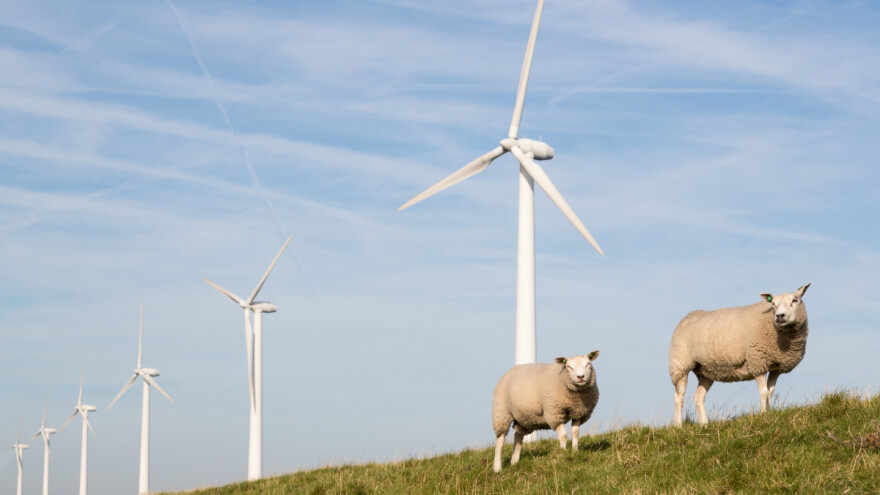 Irska ima plan za smanjenje emisija štetnih plinova - i to bez smanjenja stada