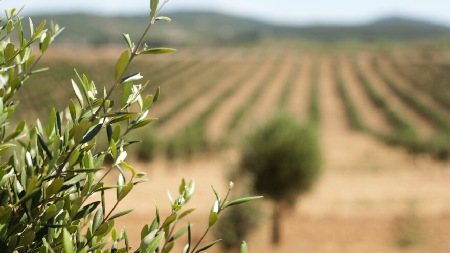 Prošlu maslinarsku godinu karakterizira veći prinos, ali je bez obzira na to rezultat loš
