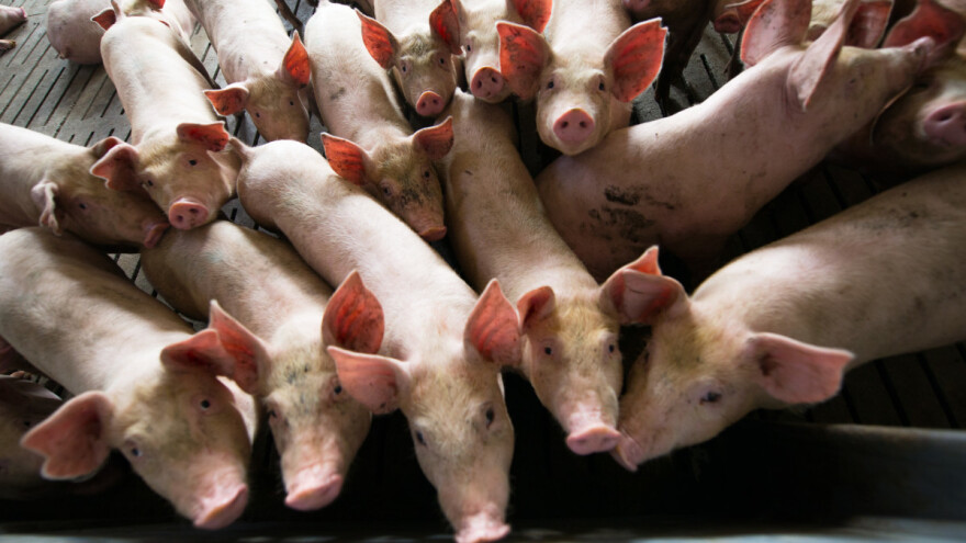 Izvoz svinjetine zavisi od ASK u Njemačkoj - ko bi mogao nadoknaditi gubitak?