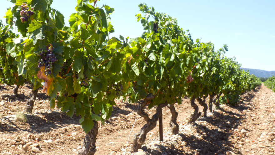 Uzgojni oblici čokota - kojem dati prednost?