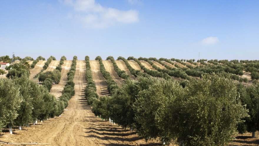 U Alžiru sade masline na još 400.000 hektara - duplaju proizvodnju