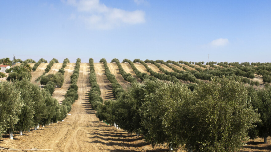 U Alžiru sade masline na još 400.000 hektara - duplaju proizvodnju