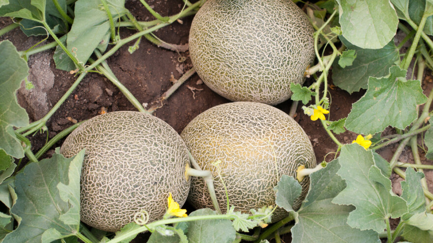 Šta znači reč "bostan" i zašto je cenjen parfem od dinje i lubenice?