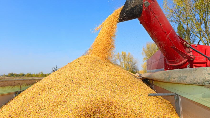 Kraj sedmice obilježio rast cijena žitarica? Kako stoje pšenica i kukuruz?