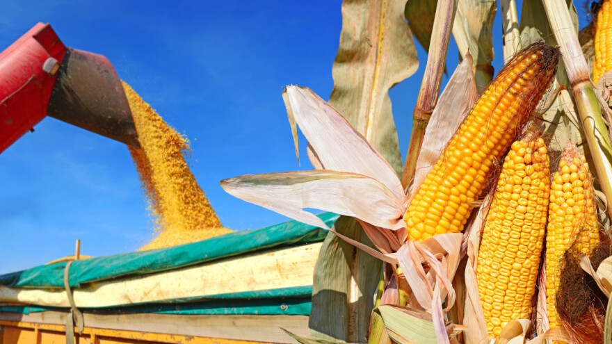 Koji sve faktori utiču na cenu žitarica i uljarica i zašto uporno padaju?