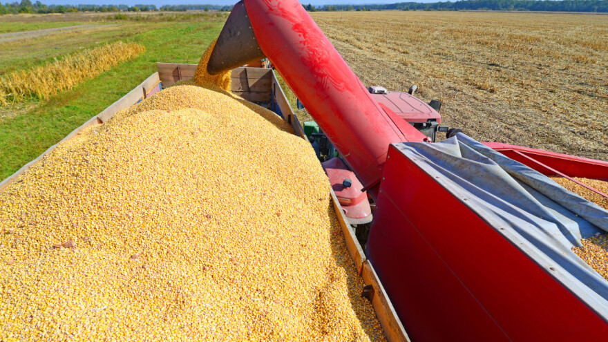 I Ukrajina će ograničiti izvoz kukuruza?