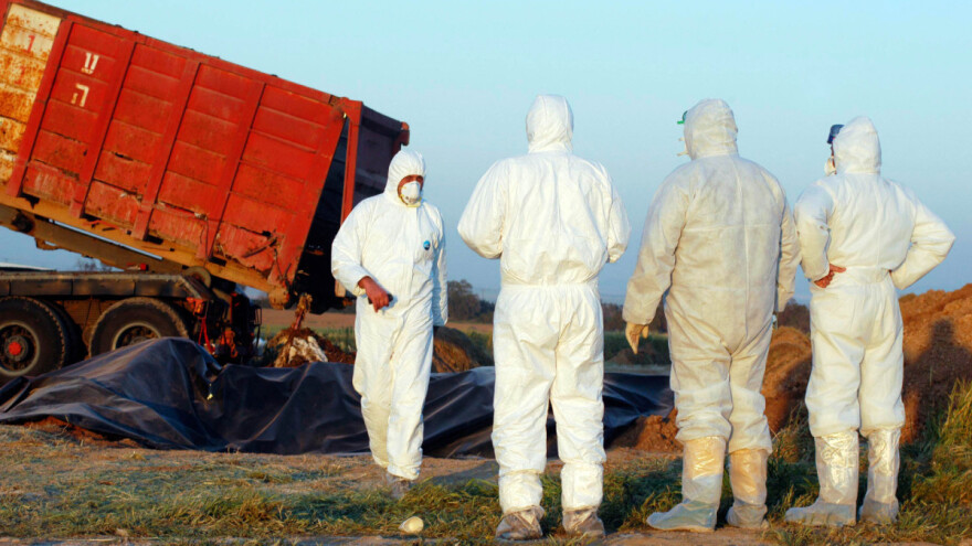 Uginule ptice pronalaze na njivama - ptičja gripa se širi Njemačkom