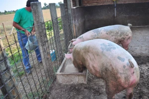 Predložen program potpore za kompenzaciju tovnih svinja isporučenih na klanje