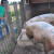 Predložen program potpore za kompenzaciju tovnih svinja isporučenih na klanje