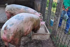 EU: Uskoro dozvola za korišćenje koštanog brašna u ishrani svinja i živine?